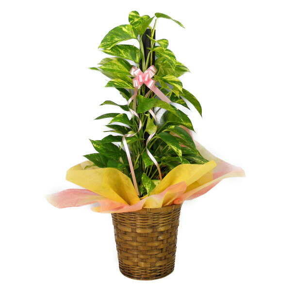 観葉植物 ポトス ヘゴ柱 7号鉢 茶かご 受け皿付き ブラウンバスケット 高さ70〜90cm程度 小 ...