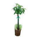 観葉植物 パキラ アクアティカ Pachira aquatica 10号 バスケット 受け皿付き約 140〜160cm 2307-27339