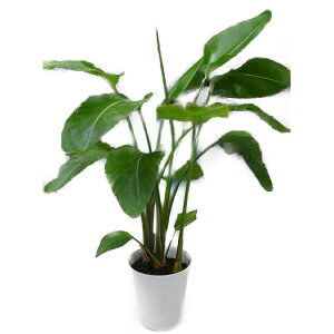 観葉植物ストレリッチアオーガスタ8号白丸陶器鉢