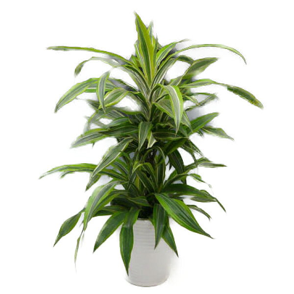 観葉植物 ドラセナ デレメンシス ワーネッキー レモンライム 7号鉢 白陶器鉢 丸鉢 受け皿付き 白化粧石 高さ70〜80cm程度 小型 中型 インテリアグリーン ギフト
