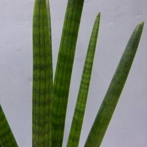 観葉植物サンセベリアスタッキーSansevieriastuckyi7号白丸鉢受け皿