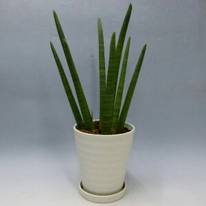 観葉植物サンセベリアスタッキーSansevieriastuckyi7号白丸鉢受け皿