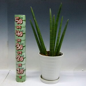 観葉植物サンセベリアスタッキーSansevieriastuckyi7号白丸鉢受け皿