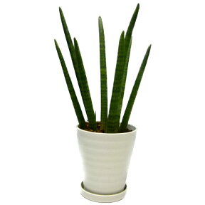 観葉植物 サンセベリア スタッキー Sansevieria stuckyi 7号 白丸鉢 受け皿