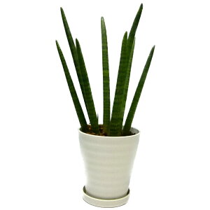 観葉植物サンセベリアスタッキーSansevieriastuckyi7号白丸鉢受け皿