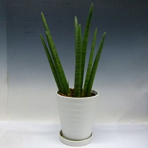 観葉植物サンセベリアスタッキーSansevieriastuckyi7号白丸鉢受け皿