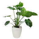 観葉植物 モンステラ 8号鉢 ラスターポット 高さ100cm程度 大型 インテリアグリーン ギフト