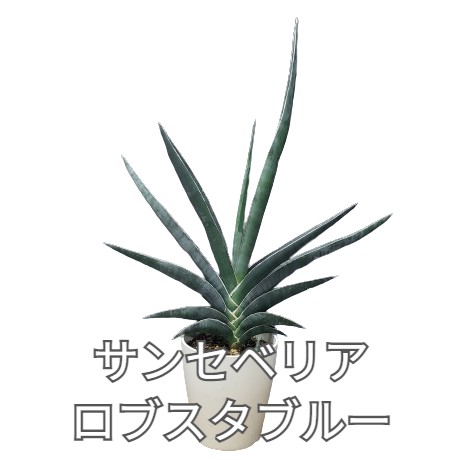 【花なし株】 サンセベリア ロブスタ ブルー Sansevieria robusta blue 原種 5号鉢...