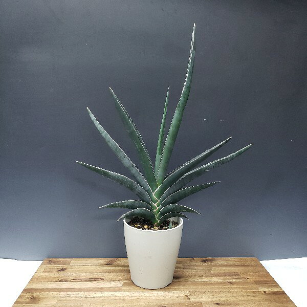 【花なし株】 サンセベリア ロブスタ ブルー Sansevieria robusta blue 原種 5号鉢...