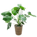 観葉植物 モンステラ 8号鉢 茶バスケット 高さ100cm程度 大型 インテリアグリーン ギフト