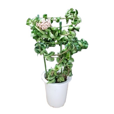  ホヤ(サクララン属) カルノーサ コンパクタ Hoya carnosa (Compacta) アンドンらせん仕立て 原種 芳香あり 5号鉢 40cm 開花サイズ(BS)