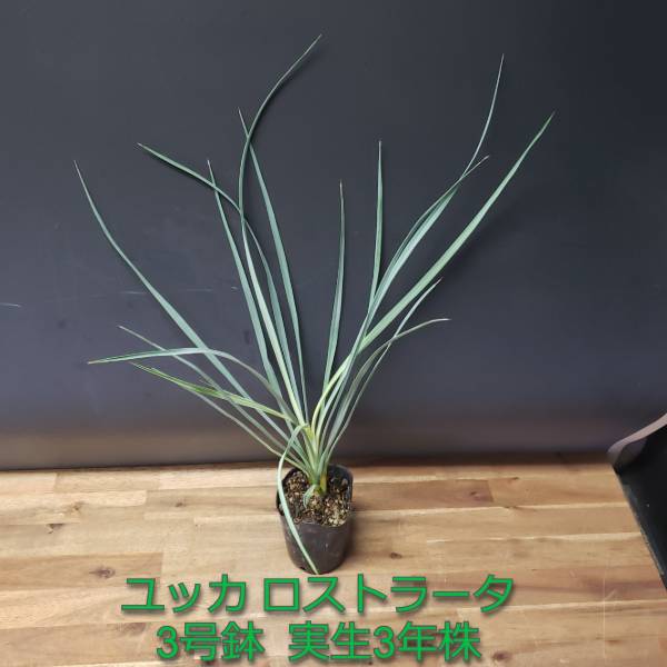 楽天市場】ユッカ ロストラータ（種類（植物）ユッカ）（花・観葉植物
