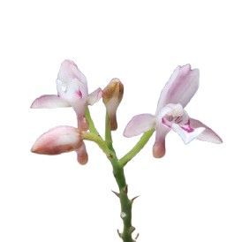 【花なし株】 オエセオクラデス モノフィラ Oecl.monophylla 原種 2号鉢 15cm 開花サイズ(BS)