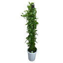 yԂȂz oj vjtHA Vl.planifolia y唫z  F 10 160cm JԃTCY(BS)24342