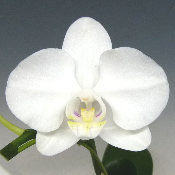 楽天市場 花なし株 ファレノプシス アマビリス Phal Amabilis 原種 3号鉢 25cm 開花サイズ Bs 渥美洋らんセンタースズキラン園