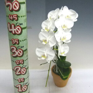 楽天市場 花なし株 ファレノプシス アマビリス Phal Amabilis 原種 3号鉢 25cm 開花サイズ Bs 渥美洋らんセンタースズキラン園 楽天市場 花なし株 ファレノプシス アマビリス Phal Amabilis 原種 3号鉢 25cm 開花サイズ Bs 渥美洋らんセンタースズキラン園