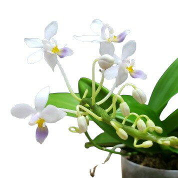【花なし株】 ファレノプシス エクエストリス セルレア Phal.equestris var. coerulea 原種 2号鉢 5cm 開花サイズ(BS)のサムネイル