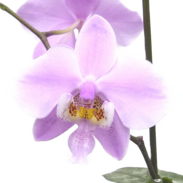  ԂȂ  t@mvVX VAi Phal.schilleriana  F 2 5cm 1JԃTCY(NBS)