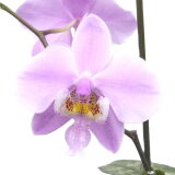 ڲ֤ʤ եΥץ ꥢ Phal.schilleriana  ˧ᤢ 2ȭ 5cm 1֥(NBS)24396