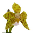  ファレノプシス ファスシアータ Phal.fasciata 原種 3号鉢 15cm 開花サイズ(BS)2590-73958