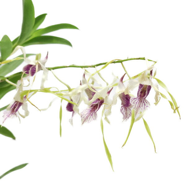 【花なし株】 デンドロビューム ストラティオテス Den.stratiotes 原種 5号鉢 60cm 開花サイズ(BS)23877のサムネイル