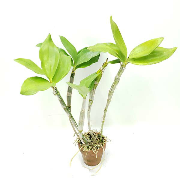 【花なし株】 デンドロビューム ファーメリー ‘ハラダ’ Den.farmeri ‘Harada’ 原種 3.5号鉢 40cm 開花サイズ(BS)24023