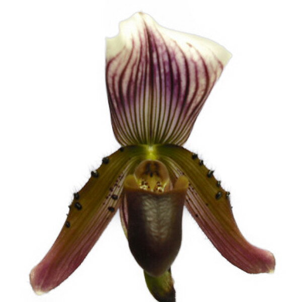  ԂȂ  ptBIyfB J[T Paph.callosum  3 20cm JԃTCY(BS)484