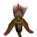 【花なし株】 パフィオペディラム カローサム Paph.callosum 原種 3号鉢 20cm 開花サイズ(BS)484