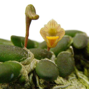 【花なし株】 デンドロビューム リッチェンアストラム トゥエンティシー Den.lichenastrum var. twenticii 原種 2.5号鉢 10cm 開花サイズ(BS)10000772