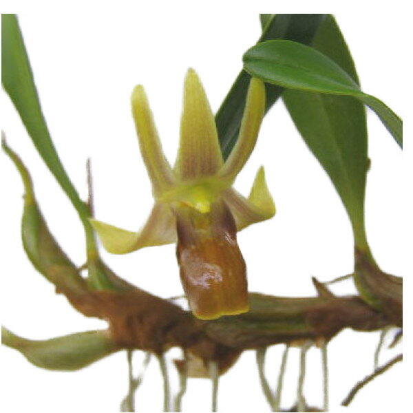 【正式品種名】　Epig.nakaharae 【正式な属名】　Epigeneium 【品種名読み】　エピゲニューム ナカハラエ 【親の品種名】　 【品種の分類】　原種 デンドロビューム近縁属 【品種の特徴】　 【開花の特徴】　秋〜冬 【品種...