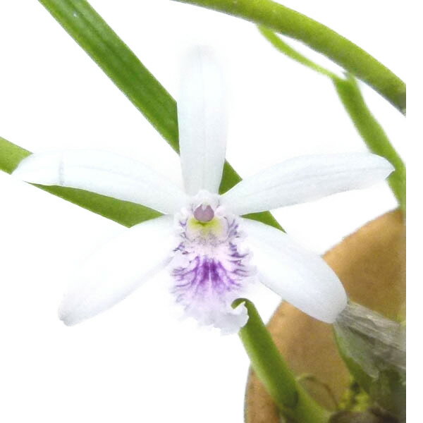  レリア ルンディー セルレア L.lundii (coerulea) (x self) 原種 芳香あり 2.5号鉢 10cm 開花サイズ(BS)23689