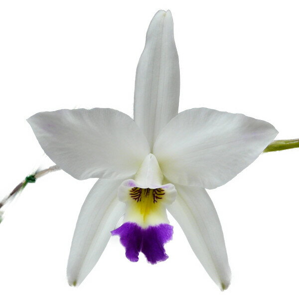 【花なし株】 レリア アンセプス セミアルバ ‘アツミ’ L.anceps var. semi-alba ‘Atsumi’ 原種 3.5号鉢 30cm 開花サイズ(BS)23847のサムネイル