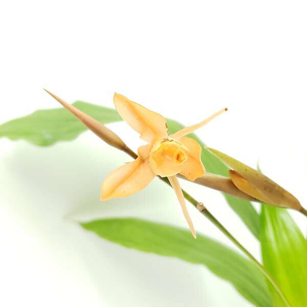 【花なし株】 セロジネ タイニーホープ Coel.Tiny Hope 2.5号鉢 15cm 開花サイズ(BS)のサムネイル