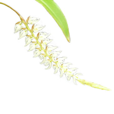 【花なし株】 デンドロキラム グルマセウム Dendrochilum glumaceum 原種 3号鉢 25cm 開花サイズ(BS)