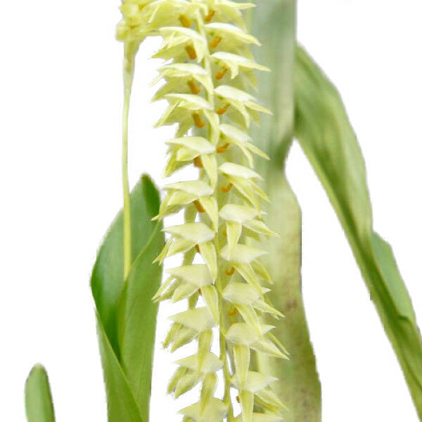 【花なし株】 デンドロキラム マグナム Dendrochilum magnum 原種 3号鉢 30cm 開花サイズ(BS)