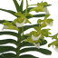 【花なし株】 バンダ ベトナミカ V.(Christ.)vietnamica 原種 芳香あり 2.5号鉢 15cm 1作開花サイズ(NBS)
