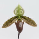 【花なし株】 パフィオペディラム Paph.sukhakulii x bougainvilleanum 交配種 3号鉢 15cm 開花サイズ(BS)24252