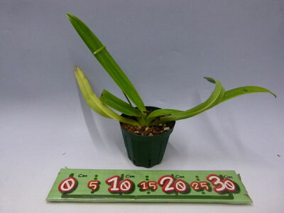 楽天市場 花なし株 パフィオペディラム サンデリアナム Paph Sanderianum 上から3枚目の葉が途中で折れ 葉切れあり 原種 3 5号鉢 cm 1作開花サイズ Nbs 渥美洋らんセンタースズキラン園 楽天市場 花なし株 パフィオペディラム サンデリアナム Paph Sanderianum 上から3枚目の葉が途中で折れ 葉切れあり 原種 3 5号鉢 cm 1作開花サイズ Nbs 渥美洋らんセンタースズキラン園