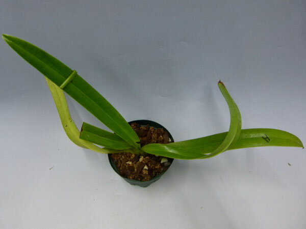 楽天市場 花なし株 パフィオペディラム サンデリアナム Paph Sanderianum 上から3枚目の葉が途中で折れ 葉切れあり 原種 3 5号鉢 cm 1作開花サイズ Nbs 渥美洋らんセンタースズキラン園
