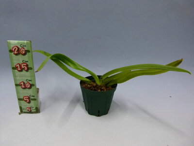 楽天市場 花なし株 パフィオペディラム サンデリアナム Paph Sanderianum 上から3枚目の葉が途中で折れ 葉切れあり 原種 3 5号鉢 cm 1作開花サイズ Nbs 渥美洋らんセンタースズキラン園 楽天市場 花なし株 パフィオペディラム サンデリアナム Paph Sanderianum 上から3枚目の葉が途中で折れ 葉切れあり 原種 3 5号鉢 cm 1作開花サイズ Nbs 渥美洋らんセンタースズキラン園