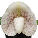  パフィオペディラム ベラテュラム セミアルバム Paph.bellatulum var. semi-album 自然種から2代目 兄弟株の写真です。イノウエ交配 原種 3号鉢 10cm 開花サイズ(BS)23991