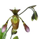  パフィオペディラム ハイナルディナム ‘アツミ’ Paph.haynaldianum ‘Atsumi’ BM/JOGA 原種 4.5号鉢 45cm 開花サイズ(BS)