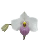 yԂȂz ptBIyfB fieB[ Paph.delenatii  F 3 15cm JԃTCY(BS)paph0003