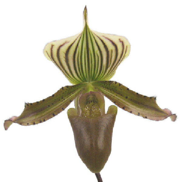  ԂȂ  ptBIyfB jO^ efCbNEHA[f Paph.nigritum eDayak Warriorf  3.5 25cm JԃTCY(BS)