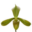 【花なし株】 パフィオペディラム トンサム Paph.tonsum 原種 3号鉢 25cm 開花サイズ(BS)