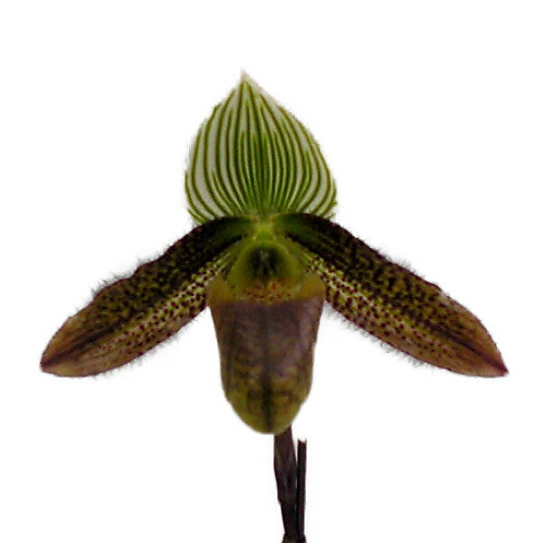  ԂȂ  ptBIyfB [fB Paph.wardii  3 20cm JԃTCY(BS)