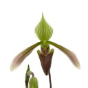 【花なし株】 パフィオペディラム ダイアナム Paph.dayanum 原種 3号鉢 20cm 開花サイズ(BS)