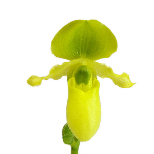 【花なし株】 パフィオペディラム プリムリナム Paph.primulinum 原種 3号鉢 15cm 開花サイズ(BS)1175