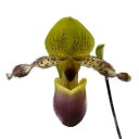 【正式品種名】　Paph.moqueteanum 【正式な属名】　Paphiopedilum 【品種名読み】　パフィオペディラム モケチアナム 【親の品種名】　 【品種の分類】　原種 パフィオペディラム原種 実生 【品種の特徴】　 【開花の特徴】　夏〜秋 【品種の歴史】　インドネシア 【品種の説明】　花が順咲くシグマト系パフィオの原種 【商品の規格】　高さ:20cm 鉢サイズ:3.0号鉢 株サイズ:開花サイズ（BS）　花の状態:花なし株 *商品は生花につき、実物は、規格、写真と異なる場合がございます。 葉の傷、折れ、黒点などがある場合もございます *在庫ありでも、株の状態、在庫などによって品切れや、取り寄せの場合もございます。