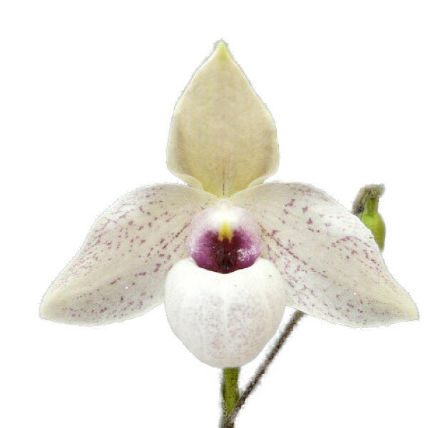  ԂȂ  ptBIyfB CN[|EBbc Paph.Lynleigh Koopowitz z F 2.5 10cm 1JԃTCY(NBS)23934